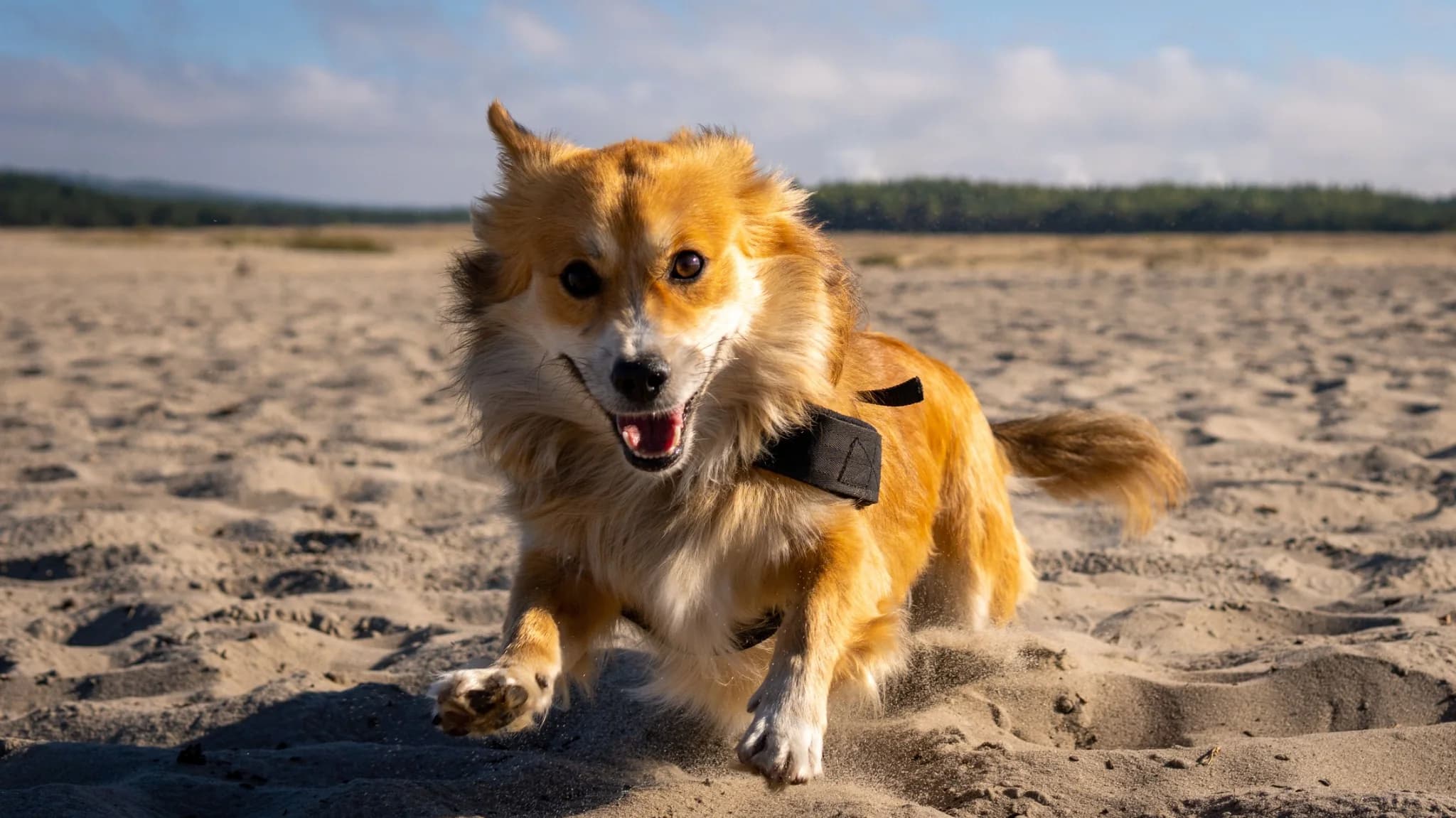 Dog running toward the camera across a sandy beach