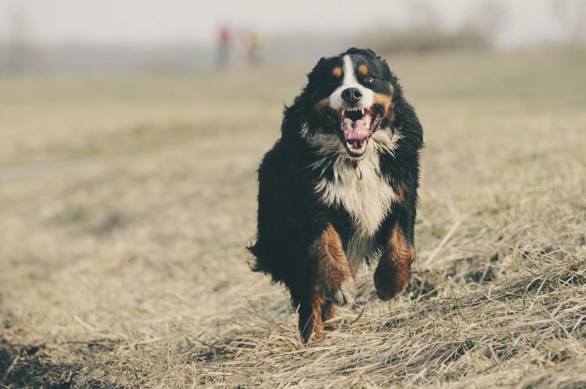 Bernese mountain dog running through an open field