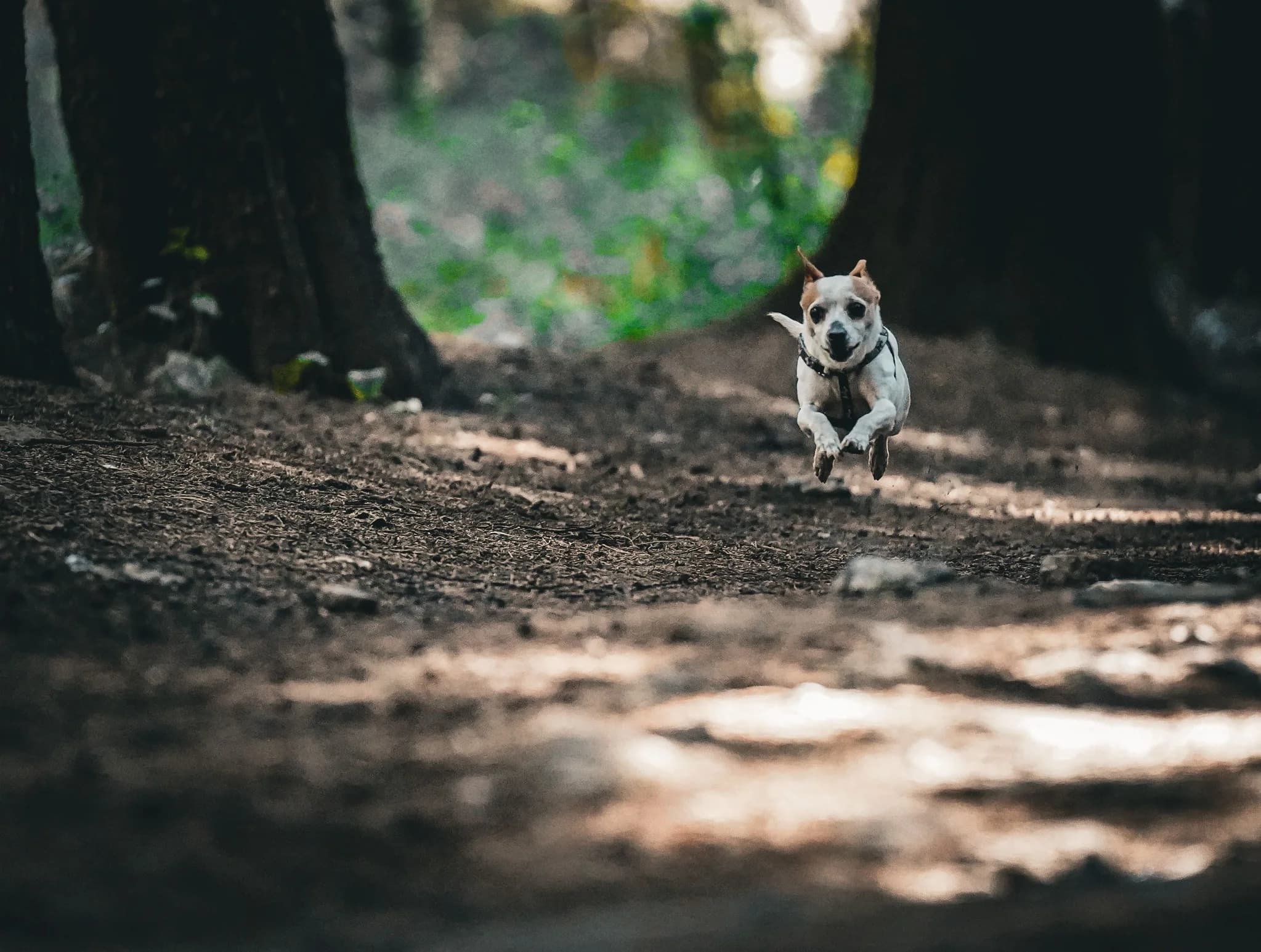 Small dog sprinting along a shaded woodland trail
