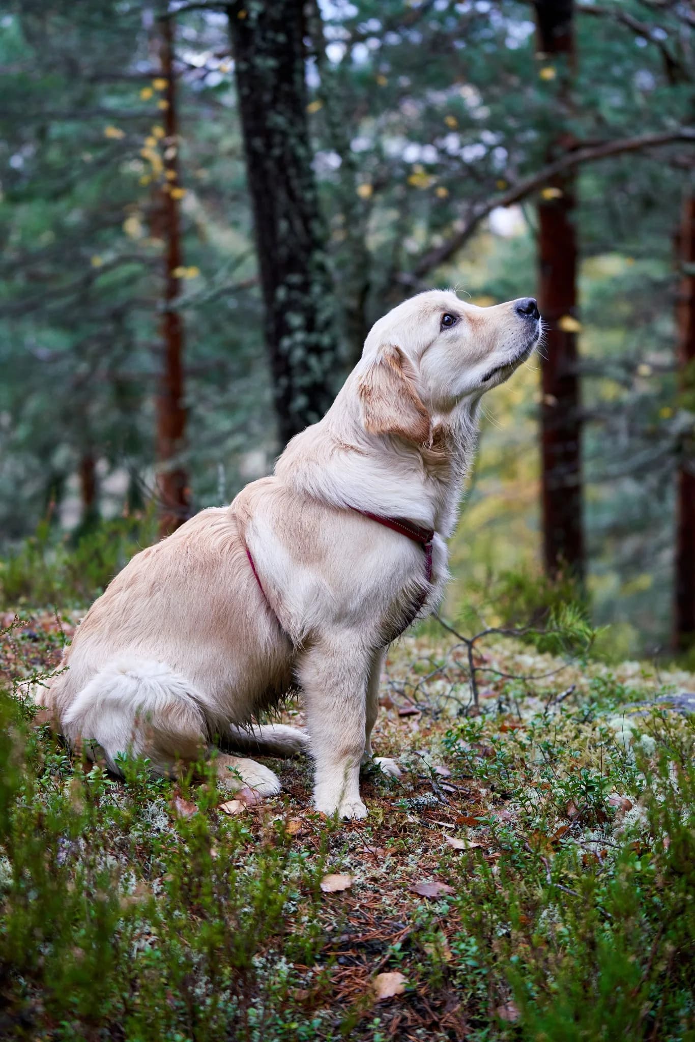 Golden retriever sitting alert in a forest