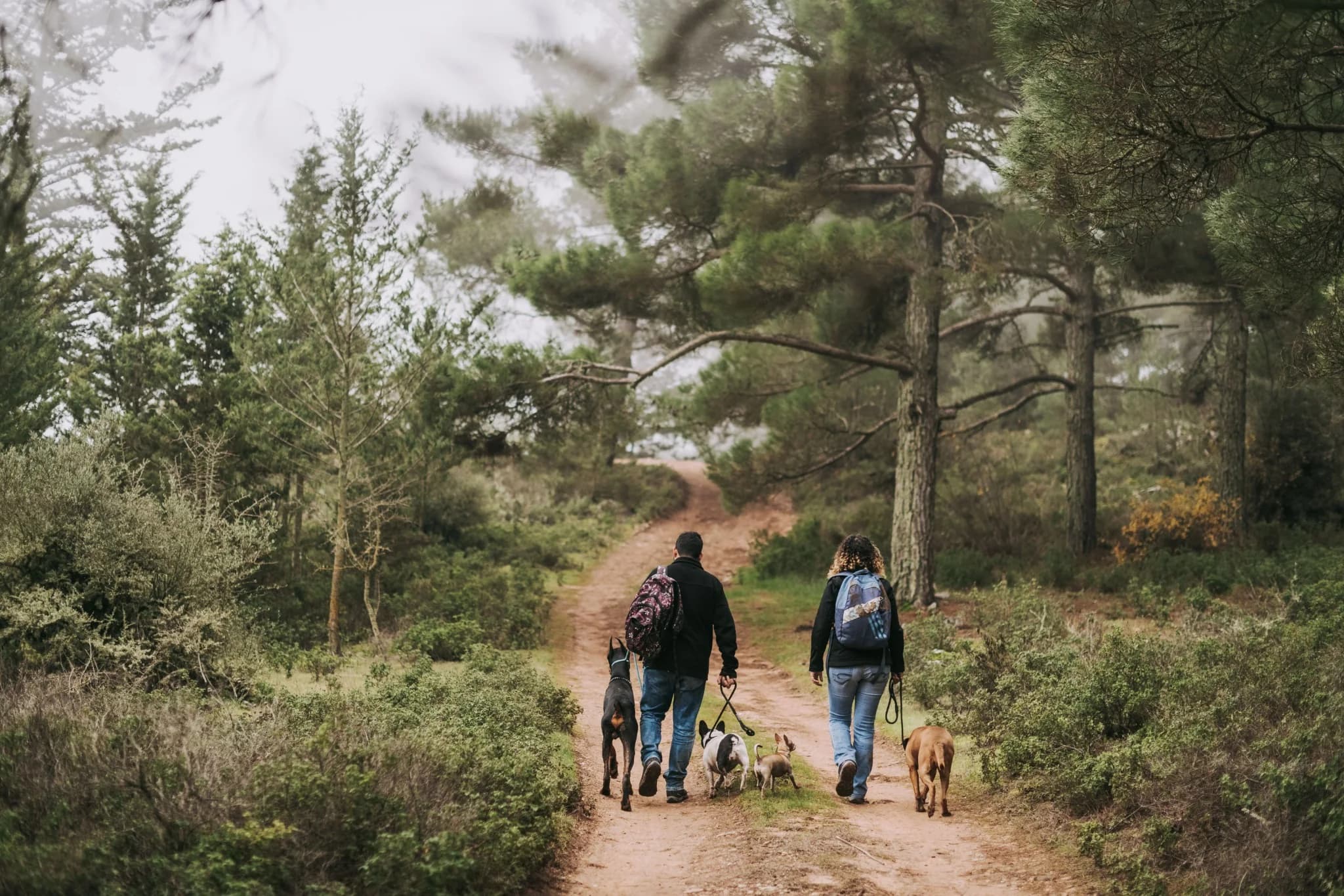 Two people walking several dogs along a forest trail