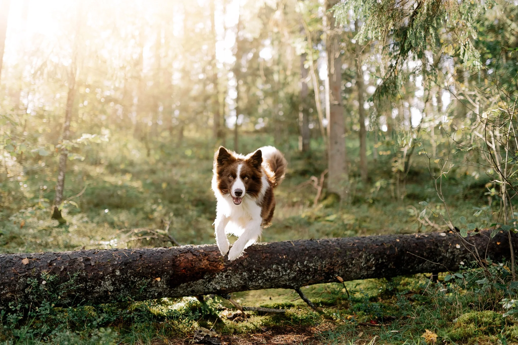 Border collie leaping over a fallen tree on a sunlit forest trail
