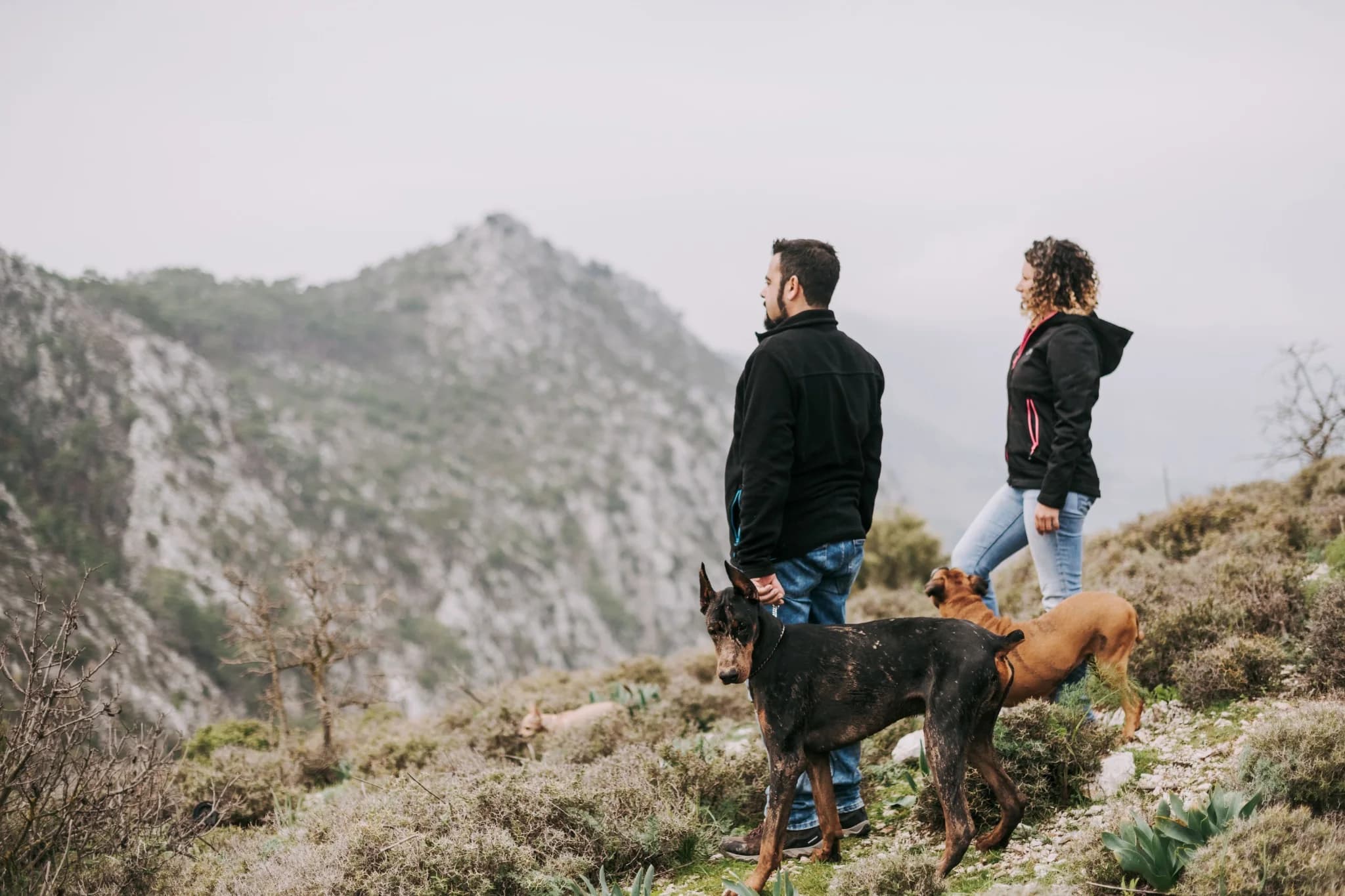 Two people hiking with dogs on a mountain ridge
