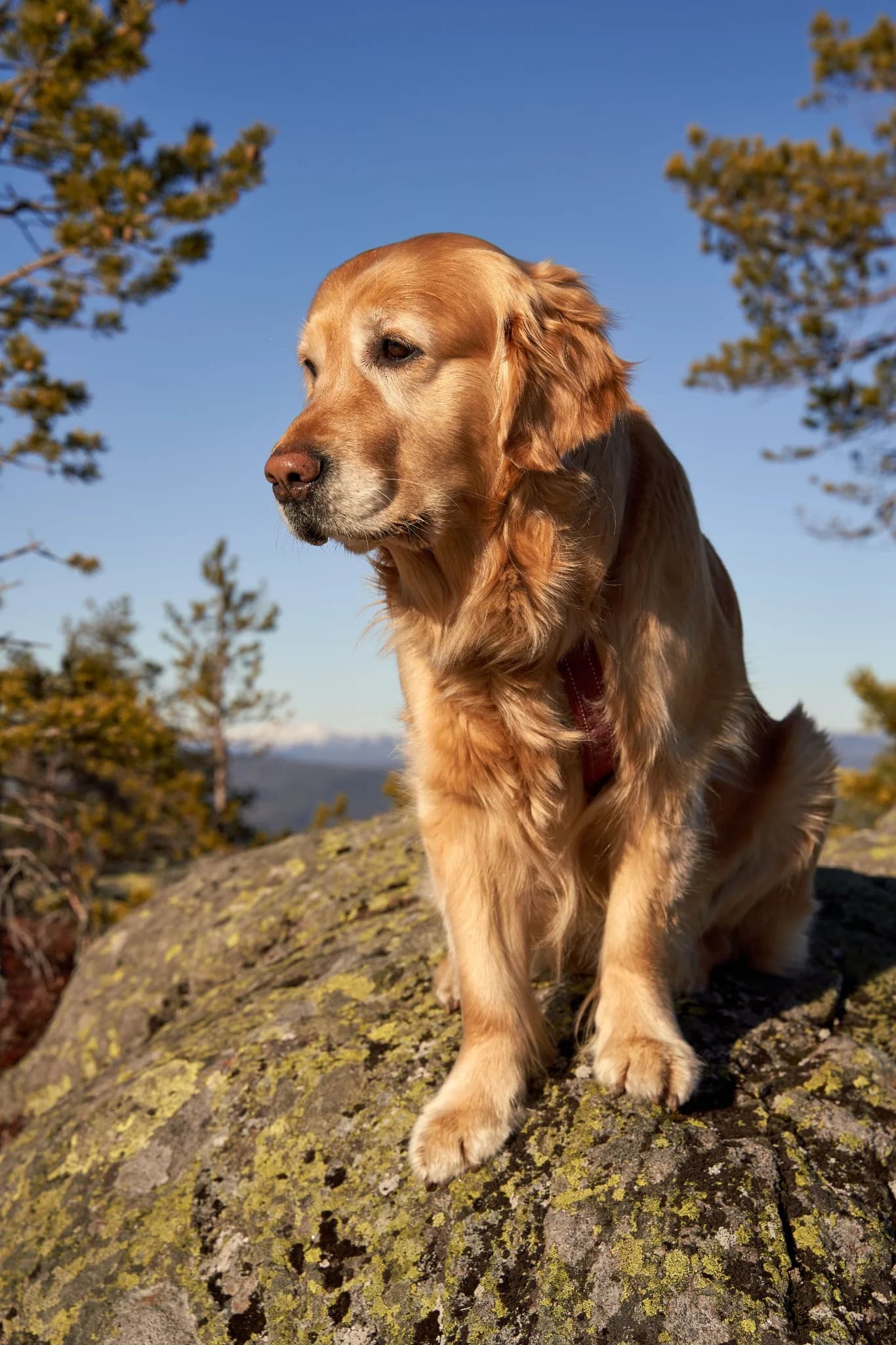 Golden retriever standing on a rocky mountain overlook