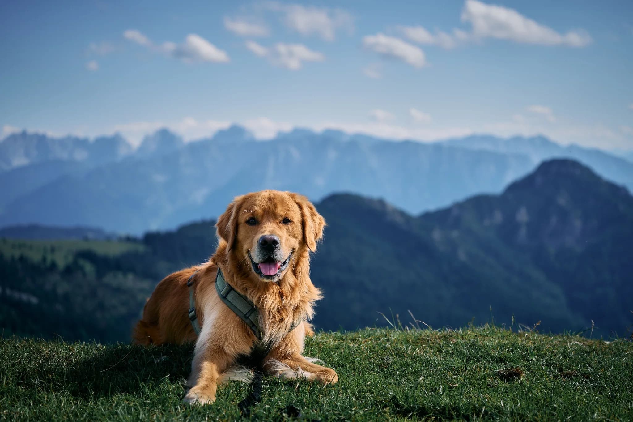 Golden retriever resting on a mountain ridge