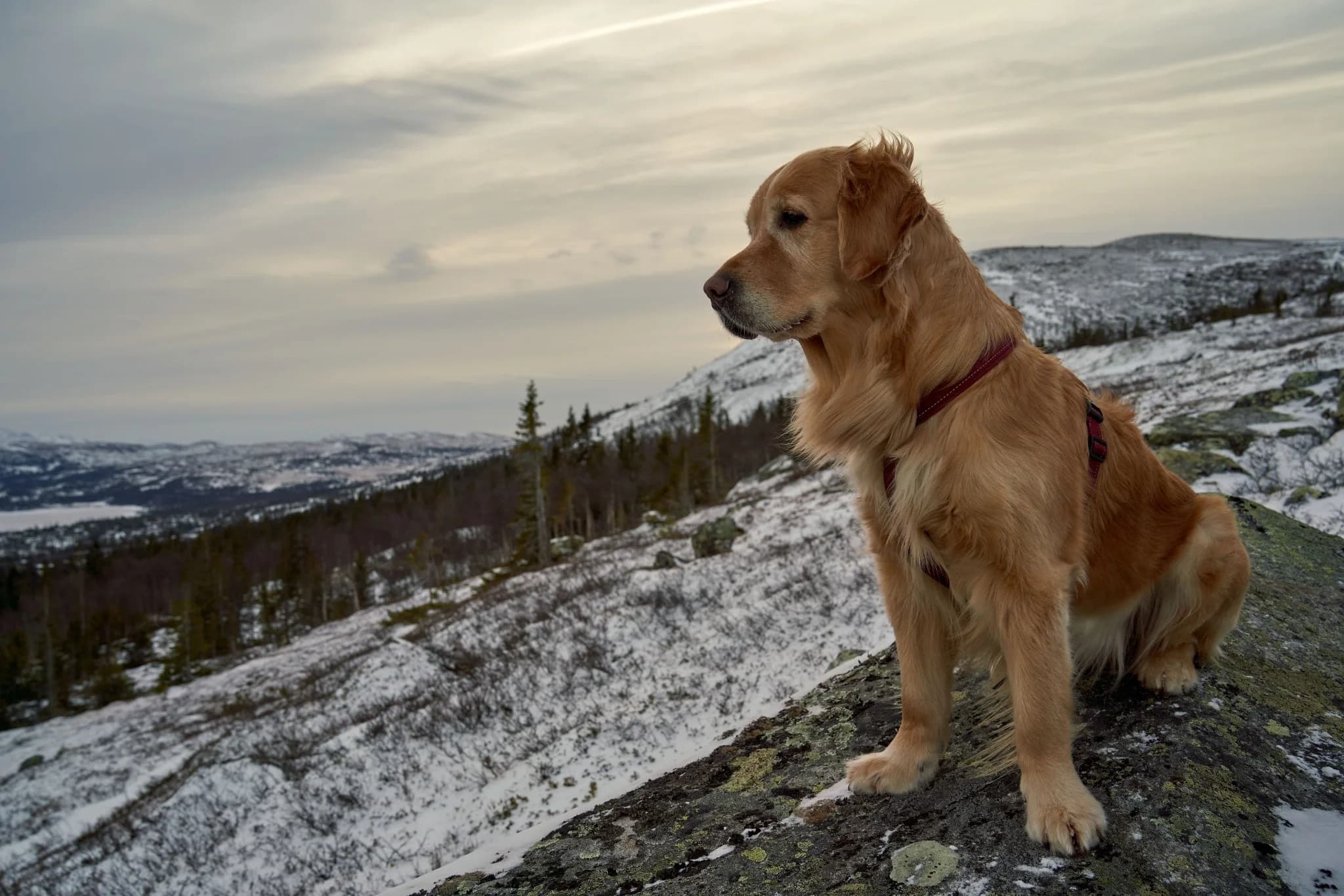 Golden retriever on a snowy mountain overlook